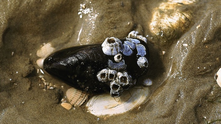 Eine Miesmuschel im Sand